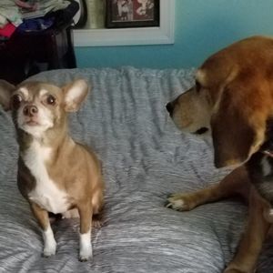 Meet your Posher, Debbie